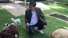 ukan hanya kodok dan burung yang dipelihara Presiden Joko Widodo. Ternyata, beliau juga memelihara kambing. Hal itu diketahui ketika dirinya mengunggah video blog (vlog) berjudul “Kelahiran Dua Anak Kambing" di halaman Facebook miliknya,
