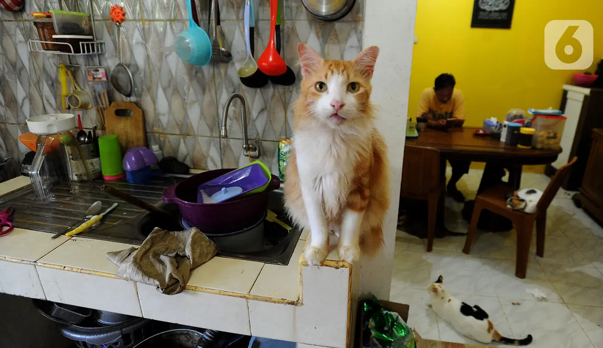 Begitu membuka pintu utama Rumah Kucing Parung (RKP), puluhan ekor kucing bertebaran di berbagai sudut. Ada yang duduk di atas kulkas, berdiri di atas wastafel, tidur di atas lemari dan tempat duduk tamu ataupun berjalan hilir mudik bermain bersama di lantai ruang tamu. (merdeka.com/Arie Basuki)