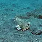 Bayi gurita di perairan Indonesia tertangkap kamera membawa bekas gelas plastik. (dok. screenshot YouTube/Pall Sigurdsson/https://www.youtube.com/watch?v=DTJbdy097m0&feature=youtu.be)