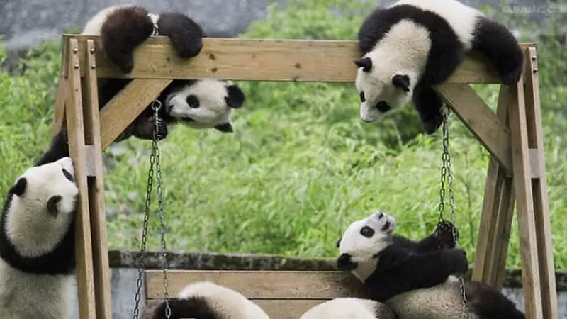 Panda di tempat penitipan Lembaga Penelitian Chengdu, Cina 