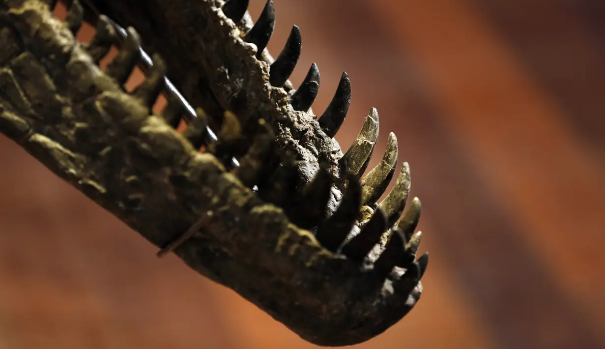 Kerangka dinosaurus Allosaurus dipamerkan di rumah lelang Drouot, Paris, Prancis, Sabtu (10/10/2020). Kerangka dinosaurus yang ditemukan di daerah Johnson, Wyoming, AS, tersebut akan dilelang pada 13 Oktober 2020 dan diperkirakan harganya antara 1-1,2 juta euro. (AP Photo/Thibault Camus)