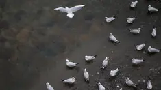 Kawanan burung yang bermigrasi terlihat di tepi sebuah sungai di Tonekabon, Iran utara, pada 30 November 2020. (Xinhua/Ahmad Halabisaz)