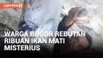 Ikan Mati Massal di Sungai Cikaniki Berbondong-bondong Diambili Warga
