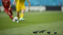 Sejumlah burung merpati mencari makan di tengah lapangan saat pertandingan Grup C Euro 2020 antara Ukraina melawan Makedonia Utara di National Arena stadium, Rumania, Kamis, (17/6/2021). (Foto: AP/Pool/Vadim Ghirda)