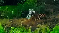 Harimau Sumatra yang pernah terpotret petugas BBKSDA Riau di perkebunan masyarakat. (Liputan6.com/Dok BBKSDA Riau/M Syukur)