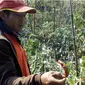 Puluhan hektar lahan tanaman palawija yang tersebar di beberapa titik desa Godok, Kecamatan Karangpawitan, Kabupaten Garut, Jawa Barat mulai terserang hama ulat. (Liputan6.com/Jayadi Supriadin)