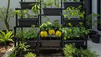 9 Ide Kebun Buah Rumahan di Lahan 2x3 Meter Tetap Produktif dan Estetik