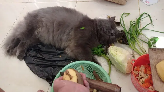 Potret Kucing 'Bantuin Masak' Di Dapur, Aksinya Bikin Gemas. (Sumber: Twitter/ZOO_FESS)