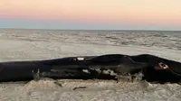 Para ilmuwan dibuat bingung dengan penemuan bangkai paus yang terancam punah yang terdampar di pantai Pantai Teluk Mississippi (AP)