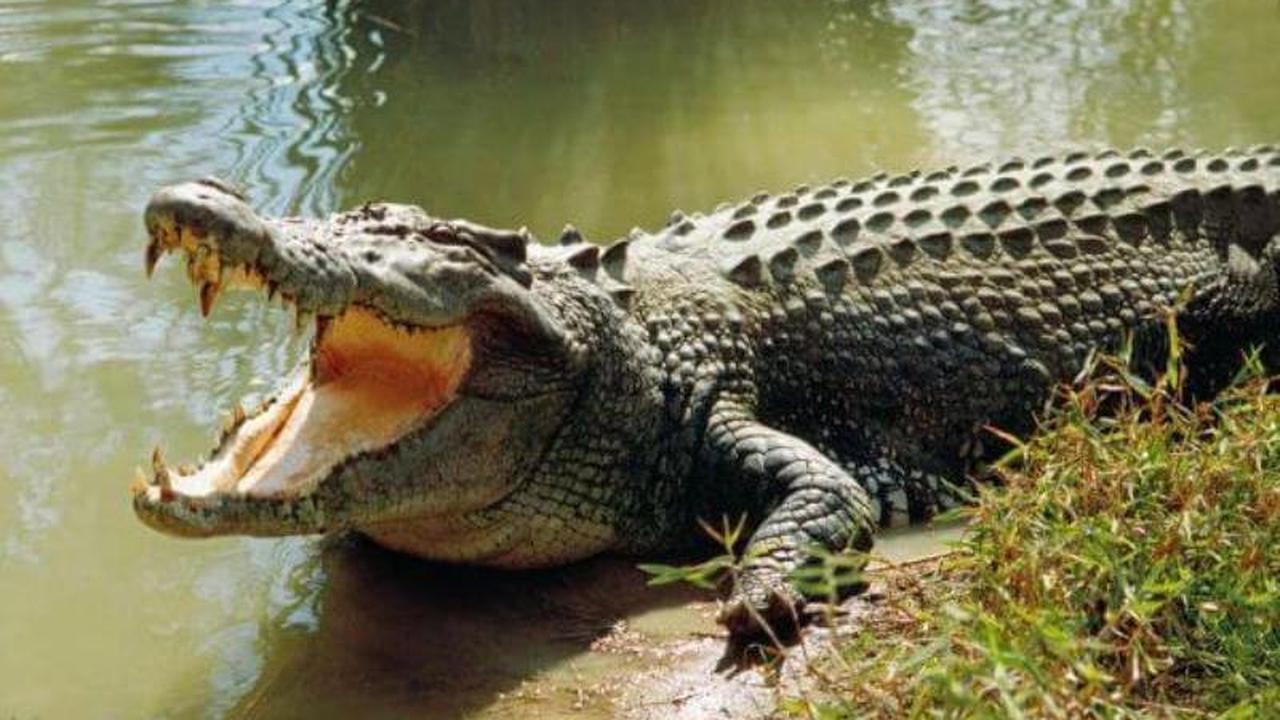 Ilustrasi Buaya foto:Istimewa (Arfandi Ibrahim/Liputan6.com)