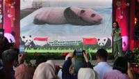 Taman Safari Indonesia Resmi Umumkan Kelahiran Bayi Panda Raksasa Pertama