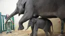 Seekor gajah betina bernama Tiny koleksi Taman Safari melahirkan seekor bayi gajah dengan berat 100 Kg berusia 4 hari, Bogor, Kamis, (25/12/2014). (Liputan6.com/Herman Zakharia)