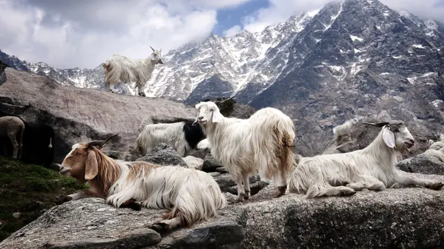 Kambing Kashmir
