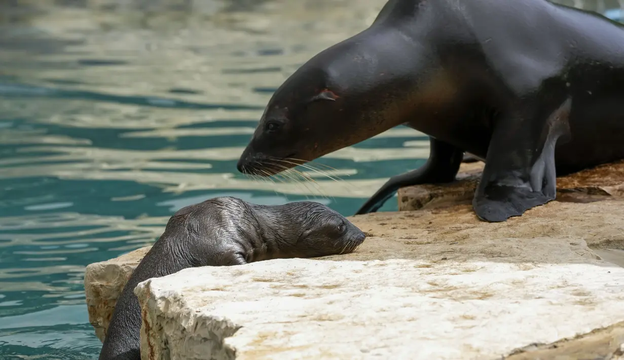 Sedangkan Boomer jantan lahir pada tahun 2016 dan berasal dari kebun binatang Prancis Zooparc de Beauval; Saya telah berada di Bioparco sejak 2019. (AP Photo/Andrew Medichini)