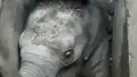Polres Sukabumi mengungkap penyebab tewasnya seorang wanita buruh pabrik. Sementara itu, seekor bayi gajah terjebak di dalam gorong-gorong.