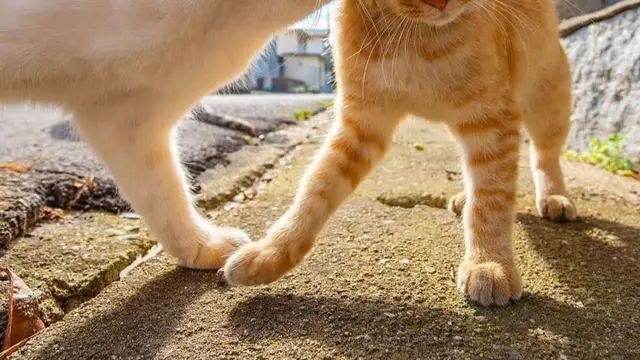 10 Potret Kocak Kucing Bucin sama Pasangannya Ini Bikin Iri