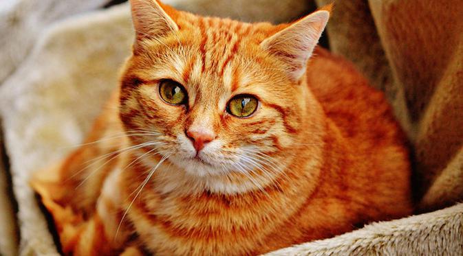 Apa Arti Mimpi Di Datangi Kucing Quora