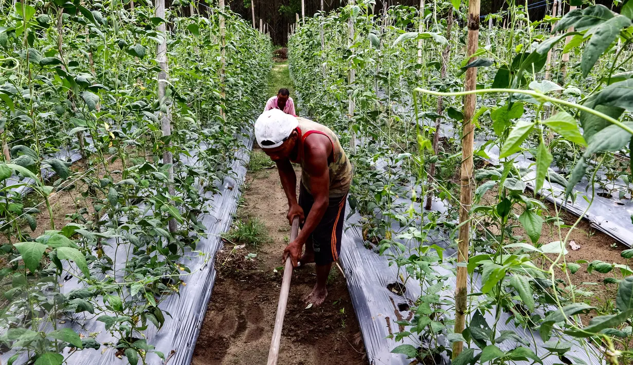 Petani membersihkan rumput di ladang sayur bayam, di area konsesi tanaman kehidupan Desa Pinang Sebatang, Kecamatan Tualang, Riau, Minggu (17/7). Area seluas 770 hektar meningkatkan perekonomian masyarakat setempat. (Liputan6.com/Fery Pradolo)