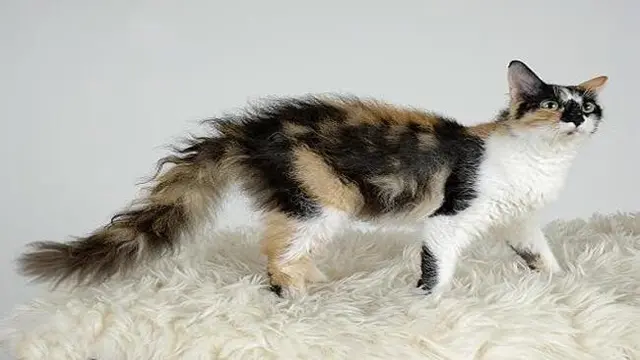 Kucing LaPerm
