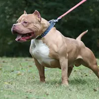 Ilustrasi Pitbull. Foto: hdwallpaperscool