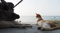 Kucing-kucing bersantai menikmati pantai (sumber: catbeachpenang.com)