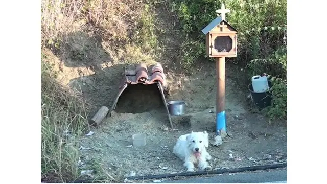 Terlalu Setia, Anjing Ini Tetap Berada di Tempat Sang Majikan Kecelakaan Selama 18 Bulan