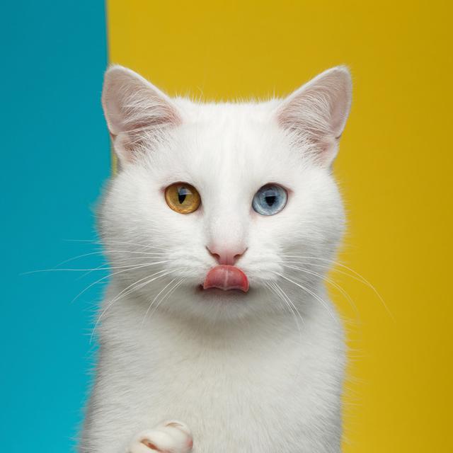 Kucing Sering Mengeluarkan Air Liur Kapan Harus Khawatir Citizen6 Liputan6 Com