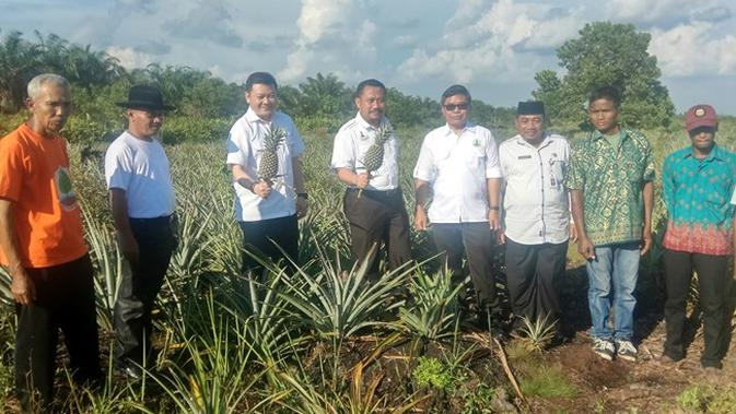 Kepala BRG Nazir Foead bersama perwakilan kelompok tani Desa Pagaruyung memetik nanas gambut. (Liputan6.com/M Syukur)