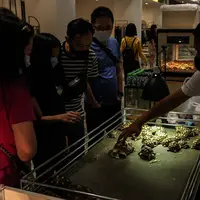 Pengunjung melihat koleksi yang dipamerkan dalam Exotique Pet Expo di Senayan Park, Jakarta, Kamis (28/10/2021). Pameran bagi pecinta reptil ini digelar dari tanggal 27 hingga 31 oktober 2021 mendatang. (Liputan6.com/Johan Tallo)