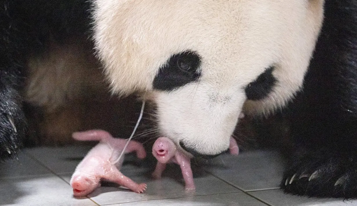 <p>Foto selebaran ini diambil pada 7 Juli 2023 dan disediakan pada 12 Juli oleh Everland menunjukkan ibu panda raksasa Ai Bao dan panda kembar betina yang baru lahir di Everland Amusement and Animal Park di Yongin.</p>