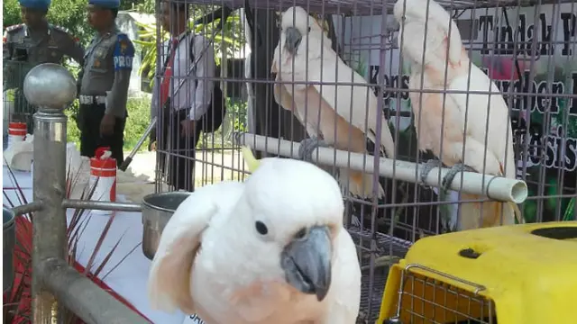 Burung Kakaktua Genit Milik Nenek di Jember