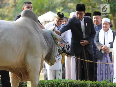 Presiden Joko Widodo atau Jokowi menyerahkan sapi braman 1,4 ton kepada DKM Baitul Faizin usai salat Idul Adha 1439 Hijriah di Lapangan Tegar Beriman, Cibinong, Kabupaten Bogor, Jawa Barat, Rabu (22/08). (Merdeka.com/Arie Basuki)