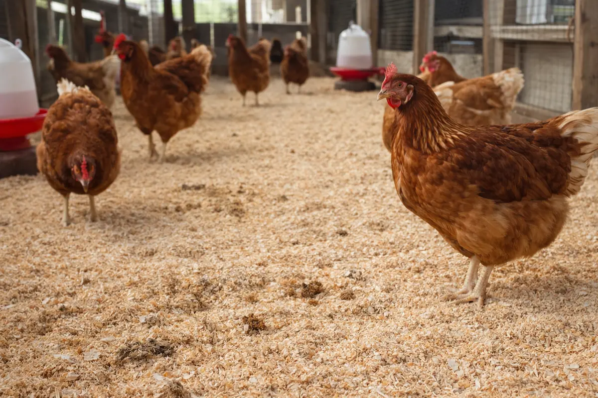 Alas kandang ayam yang tidak bau (Foto: ChatGPT)