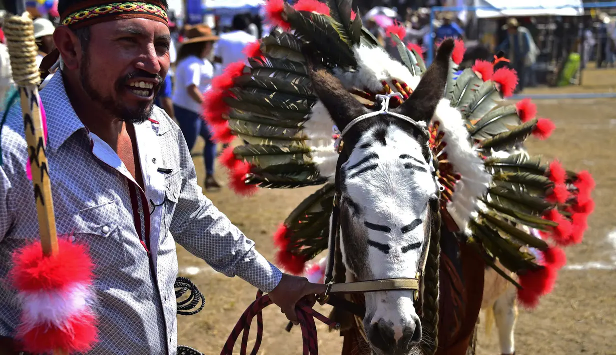 Seekor keledai dihias saat mengikuti National Donkey Fair di Otumba, Meksiko (1/5). Acara tahunan ini diikuti sekitar 7.000 orang. Dalam acara ini peserta membawa keledainya yang dihias dengan berbagai macam atribut. (AFP Photo/Pedro Pardo)