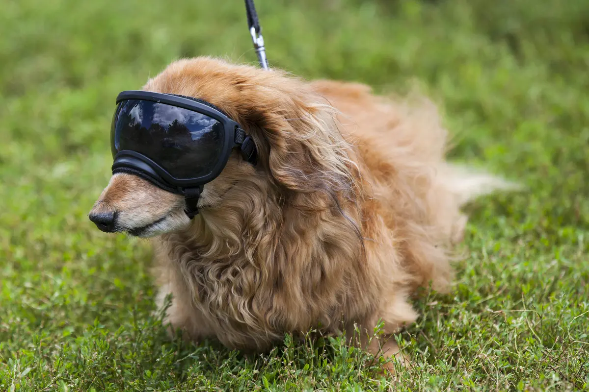 FOTO: Ratusan Hewan Peliharaan Tampil di Party 4 Paws 2020