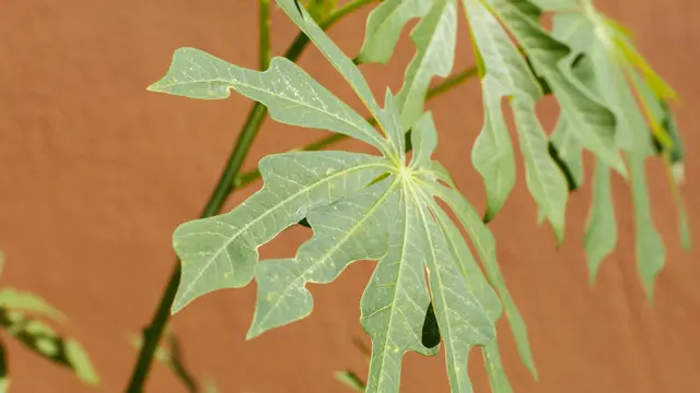 Daftar Rebusan Daun yang Ampuh Meredakan Asam Urat Tinggi
