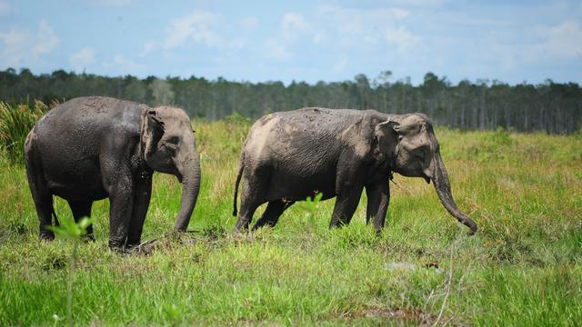 Download 600 Gambar Gajah Tampak Depan  HD