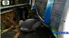 Sopir bus yang melaju dari arah Kebumen menuju Banjarnegara kehilangan kendali hingga terguling saat menuruni jalanan yang curam.