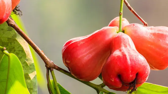 Courtesy ShutterStock.com