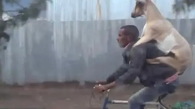 6 Potret Angkut Kambing Pakai Sepeda Ini Butuh Perjuangan, Totalitas