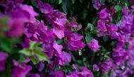 Rahasia Merawat Bougainvillea agar Tumbuh Sehat dan Bunganya Lebat