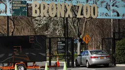 Sebuah mobil memasuki Kebun Binatang Bronx di New York City, Amerika Serikat, Senin (6/4/2020). Seekor harimau Malaya betina di Kebun Binatang Bronx diketahui terinfeksi COVID-19 setelah ditemukan gejala batuk kering pada beberapa kucing besar di kebun binatang itu. (Spencer Platt/Getty Images/AFP)