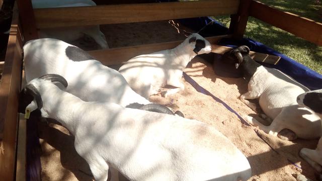 Domba Garut pedaging, hasil persilangan dengan indukan dorper Australia, nampak lebih sehat dengan bobot badan optimal, namun rendah lemak