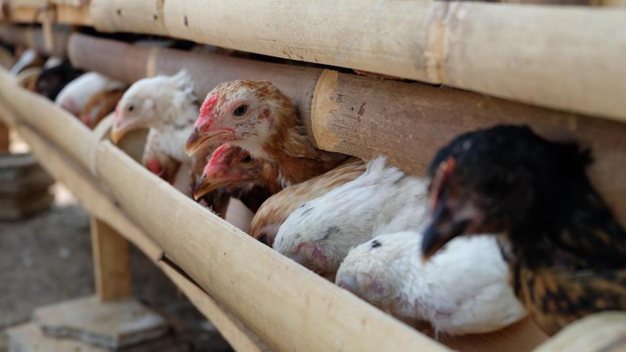 Kementan Upayakan Stabilisasi Perunggasan Nasional untuk Melindungi Peternak Lokal