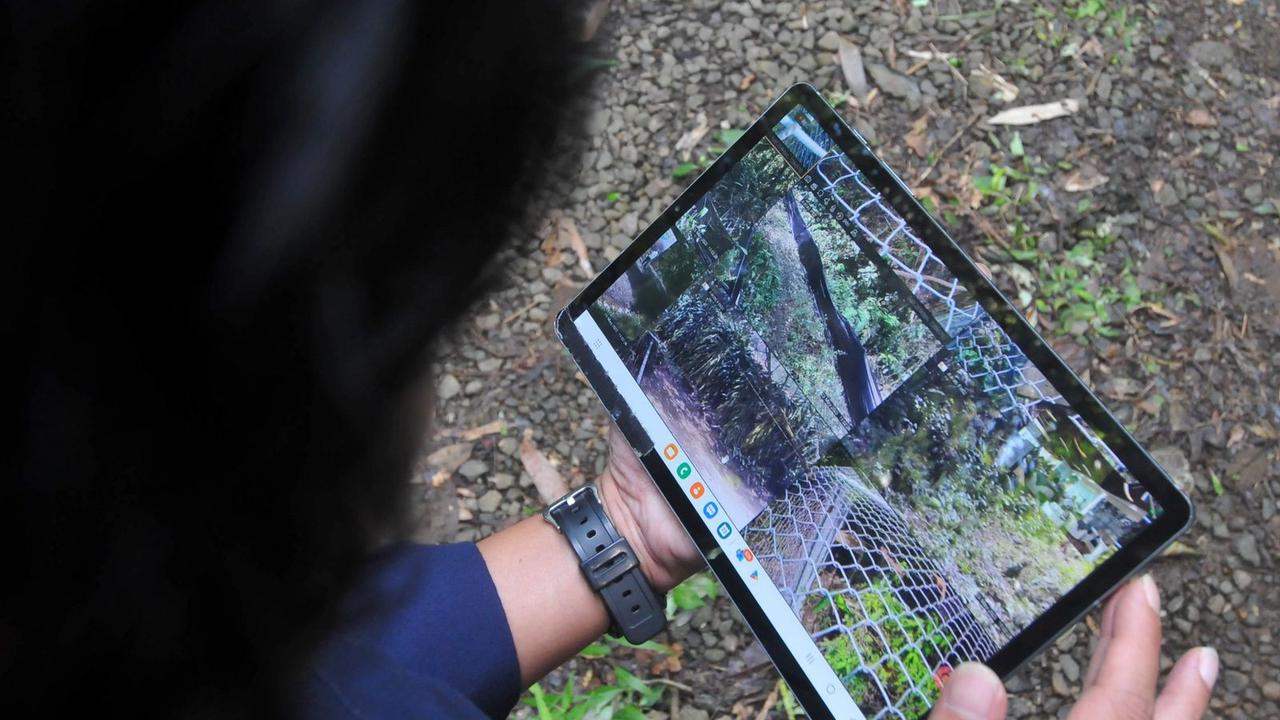Macan Tutul Jawa Dilepas Liarkan Di Gunung Salak. (Rabu, 14/05/2023). (Istimewa).