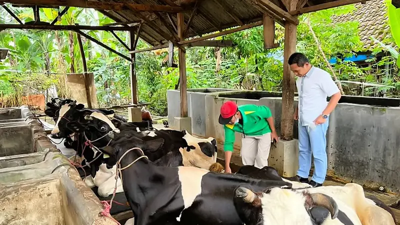 Bupati Lumajang Thoriqul Haq (Kiri) memantau langsung perawatan sapi yang terpapar PMK di Lumajang (Istimewa)