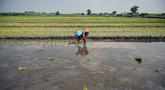 Seorang petani menanam bibit padi di Sidoarjo, Jawa Timur, Rabu 3 Juni 2026. (JUNI KRISWANTO/AFP)