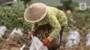 Seorang petani memanen kentang di Desa Sembungan, Dieng, Jawa Tengah, 1 Juli 2021. Pandemi COVID-19 menyebabkan harga jual kentang menurun dari Rp 12-13 ribu per kilogram menjadi Rp 9 ribu-10 ribu per kilogram. (merdeka.com/Iqbal S. Nugroho)