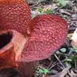 Rafflesia Arlodi tumbuh dan mekar di Kebun Raya Bogor.