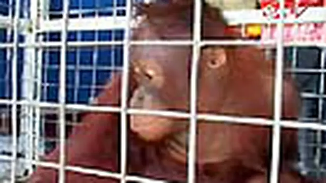 Pagi tadi orangutan bernama Roy dirampas dari tangan para penyelundup di Pelabuhan Kumai, Pangkalan Bun, Kalteng. Primata asal Kabupaten Kapuas, ini akan dikirim ke Pulau Jawa.